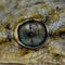 Lizard eye Moorish Gecko Tarentola Mauritania close up macro, interesting reptile,