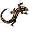 Lizard - Fiery Salamander