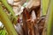 Lizard in foliage. India