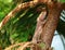 Lizard in foliage. India