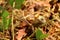 Lizard in foliage. India