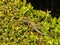 Lizard on the Garden Bushes at Alhambra Palace in Granada, Spain.