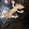 Lizard gecko crestedgecko reptile pets animals exotics cute water drink glasses