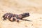 Lizard Gila Monster Heloderma suspectum north america