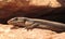 Lizard, goanna, australia