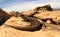 Lizard, goanna, australia