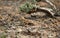 Lizard of gobi desert and tiny tree