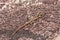 Lizard Grandidier`s Madagascar swift, Oplurus grandidieri, Andringitra, Madagascar wildlife