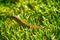 Lizard in grass