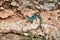 Lizard of green and blue color on brown stones, a long tail, colorful, close up