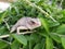 Lizard green leaves plant in indian village home garden