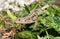 Lizard on harvesting potatoes