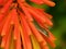 Lizard hiding in orange flower