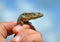 Lizard in a human hand against the blue sky