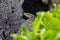 Lizard on the hunt for insects on a hot volcano rock warming up in the sun as hematocryal animal in macro view, isolated and close