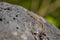 Lizard on the hunt for insects on a hot volcano rock warming up in the sun as hematocryal animal in macro view, isolated and close