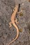 Lizard on the hunt for insects on a hot volcano rock warming up in the sun as hematocryal animal in macro view, isolated and close