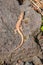 Lizard on the hunt for insects on a hot volcano rock warming up in the sun as hematocryal animal in macro view, isolated and close