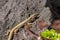 Lizard on the hunt for insects on a hot volcano rock warming up in the sun as hematocryal animal in macro view, isolated and close