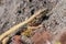 Lizard on the hunt for insects on a hot volcano rock warming up in the sun as hematocryal animal in macro view, isolated and close