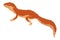 Lizard icon. Tropical colorful decorative amphibian. Fauna character in wildlife or zoo. Wildlife colorful creature