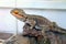 Lizard, Iguana, gecko, sits in an aquarium