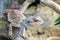 Lizard, Iguana, gecko, sits in an aquarium