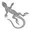 Lizard isolated. Hand drawn salamander with ethnic tribal