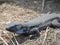 Lizard on La Palma, Canary Islands, Spain.