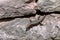 Lizard Lacerta graeca on a stone wall