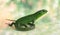Lizard Lacerta viridis (European Green Lizard)