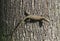 Lizard Lacertilia reptile animal