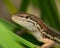 Lizard on a leaf