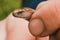 Lizard-like snake in human hand, close-up of the head of the claw, slow and timid appearance of lizards Anguis tsolchitsa