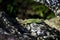 Lizard lurking on a stone