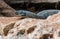 Lizard lying on a stone