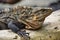 Lizard lying on top of a wooden