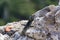 Lizard on medieval ruins, Rhodes island, Greece