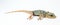 Lizard Moorish Gecko Tarentola Mauritania isolated on white close up macro, interesting reptile,