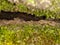 Lizard in Moos crack platinated Forest Pfalz Summer