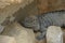 Lizard named common chuckwalla in desert ambiance