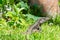 Lizard on Nature Island - Dominica