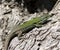 Lizard on olive tree