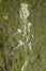 Lizard Orchid - Himantoglossum hircinum