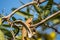 Lizard (Oriental garden lizard) on a tree