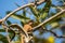 Lizard (Oriental garden lizard) on a tree