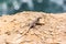 Lizard in the Paracas National Reserve in Peru