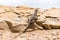 Lizard in the Paracas National Reserve in Peru