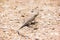 Lizard in the Paracas National Reserve in Peru