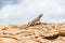 Lizard in the Paracas National Reserve in Peru